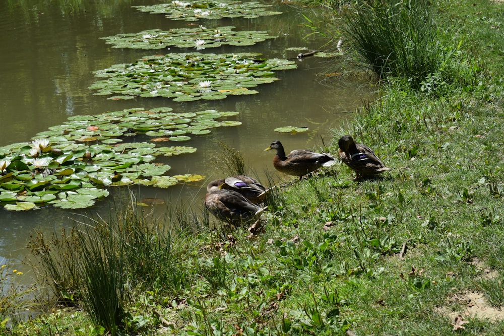 a couple of ducks that are standing in the grass