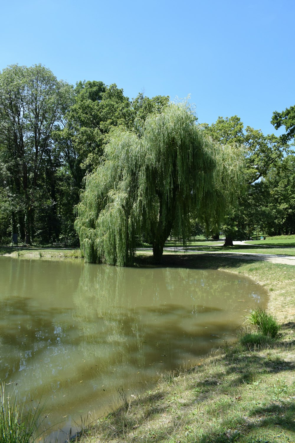 a pond with a tree in the middle of it