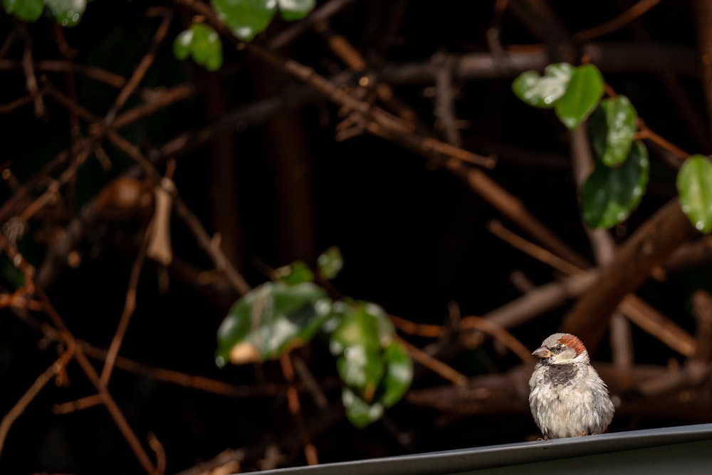 a small bird sitting on top of a roof