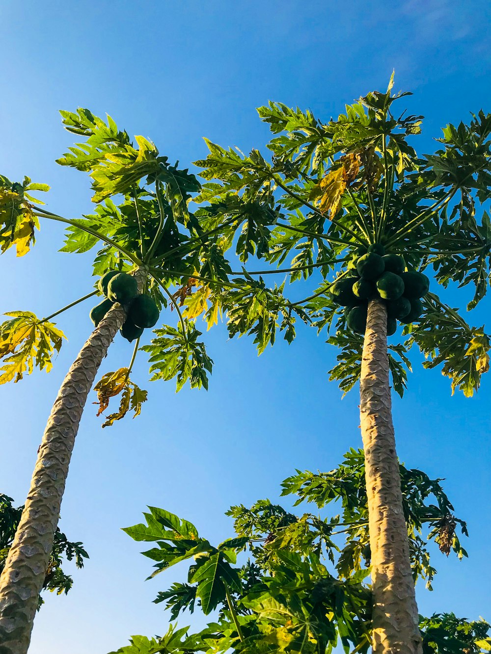 a couple of tall palm trees standing next to each other