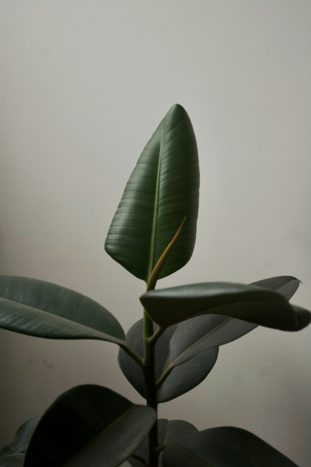 a close up of a plant with a white wall in the background