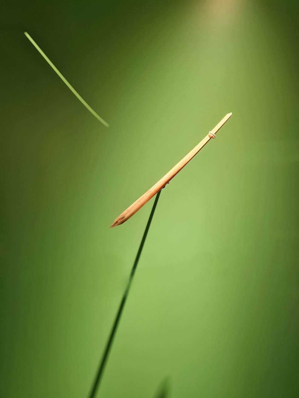a single long stem of a plant on a green background