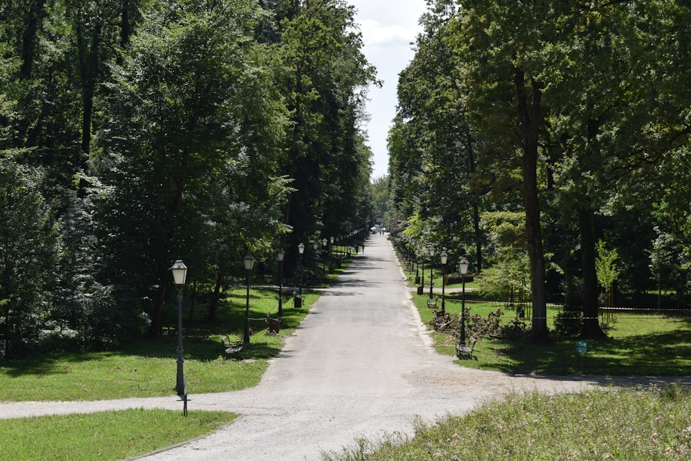 a street lined with lots of trees next to a lush green park