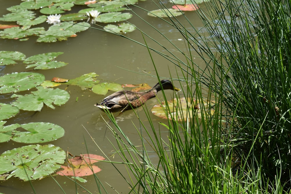 a duck floating on top of a body of water surrounded by lily pads