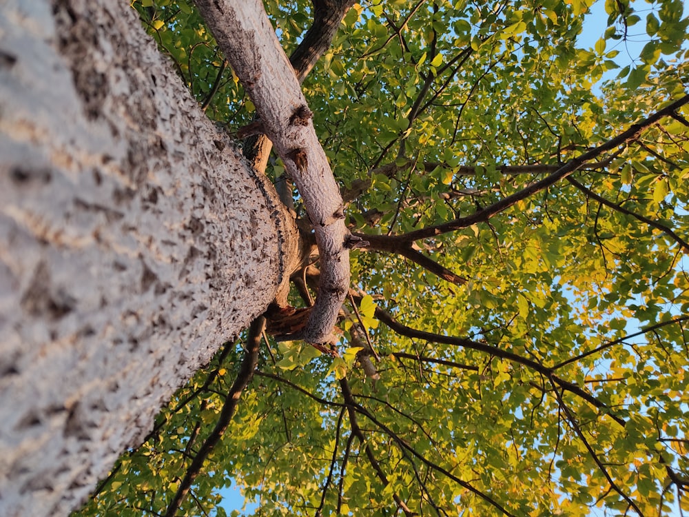 looking up at a tree from the ground