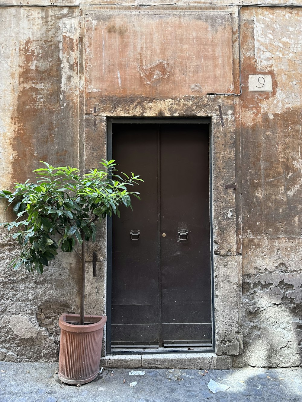 Una planta en maceta sentada frente a una puerta