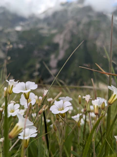 A close-up of delicate wildflowers blooming beside a quiet mountain stream.