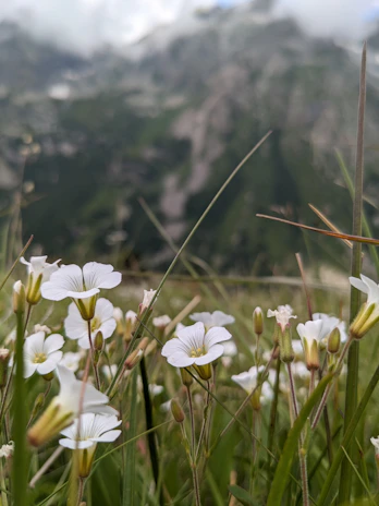 A close-up of delicate wildflowers blooming beside a quiet mountain stream.