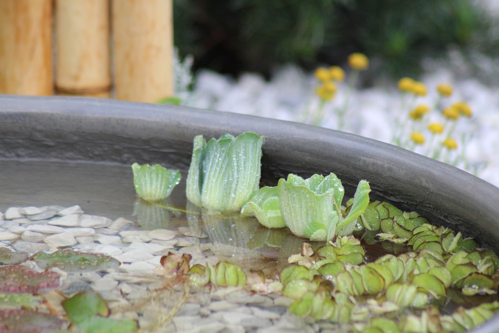 a close up of a plant in a bowl of water