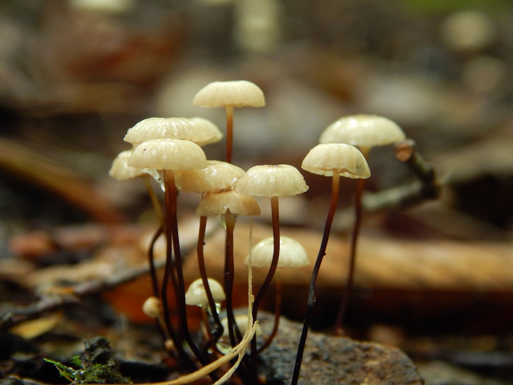 a group of small white mushrooms growing on the ground