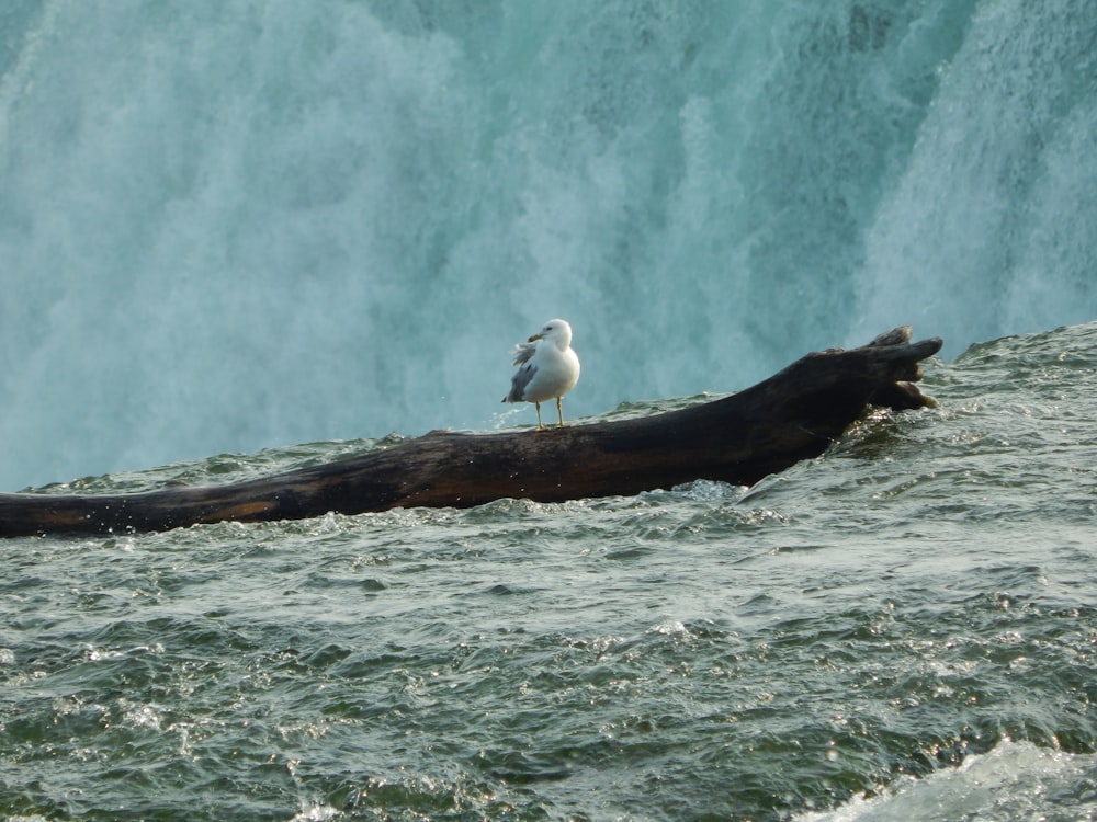 a seagull sitting on a log in front of a waterfall