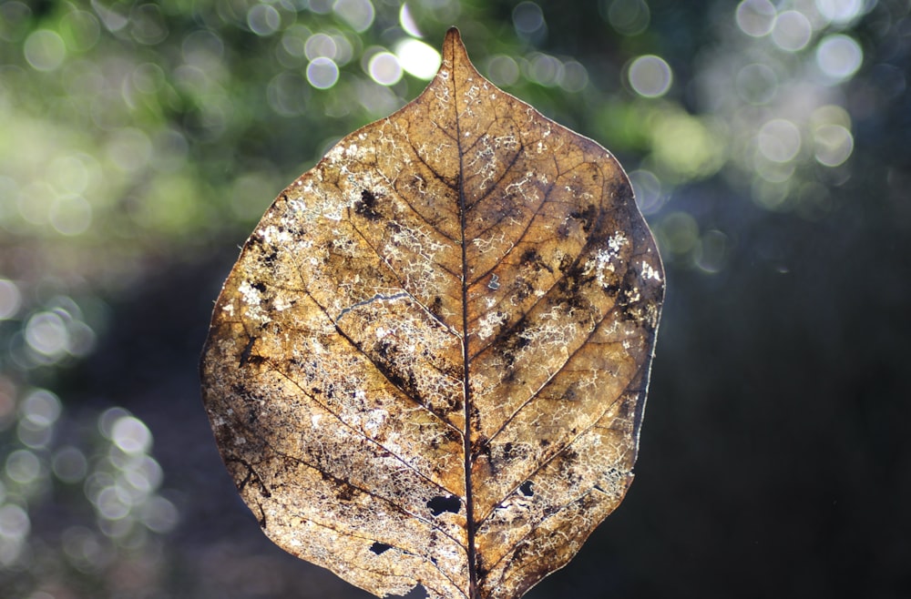 a leaf that is sitting on a table