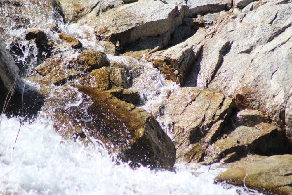 a bird is sitting on a rock in the water