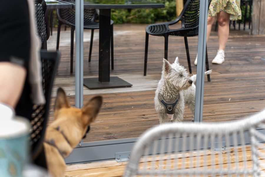 Do Dogs Get Jealous? Understanding Possessive Behaviour