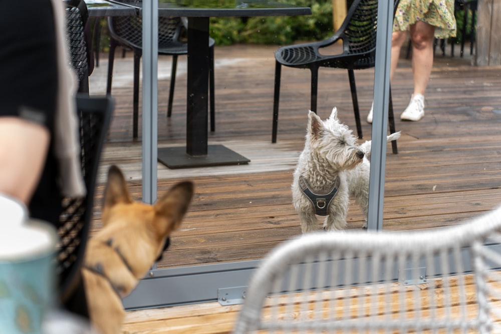 a small white dog standing in front of a glass door