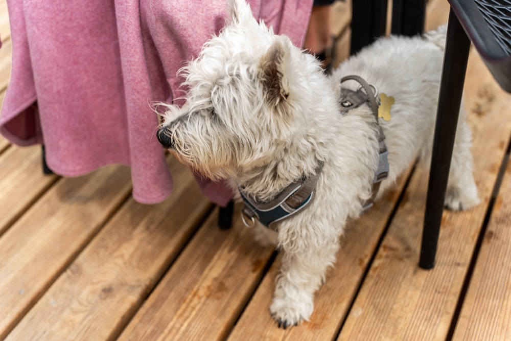 a small white dog standing on a wooden floor