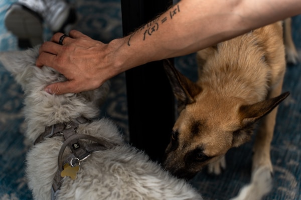 An arm with a tattoo reaches down to pet a fluffy white dog wearing a harness, while another brown dog with large ears sniffs the white dog. The background includes a textured floor surface.