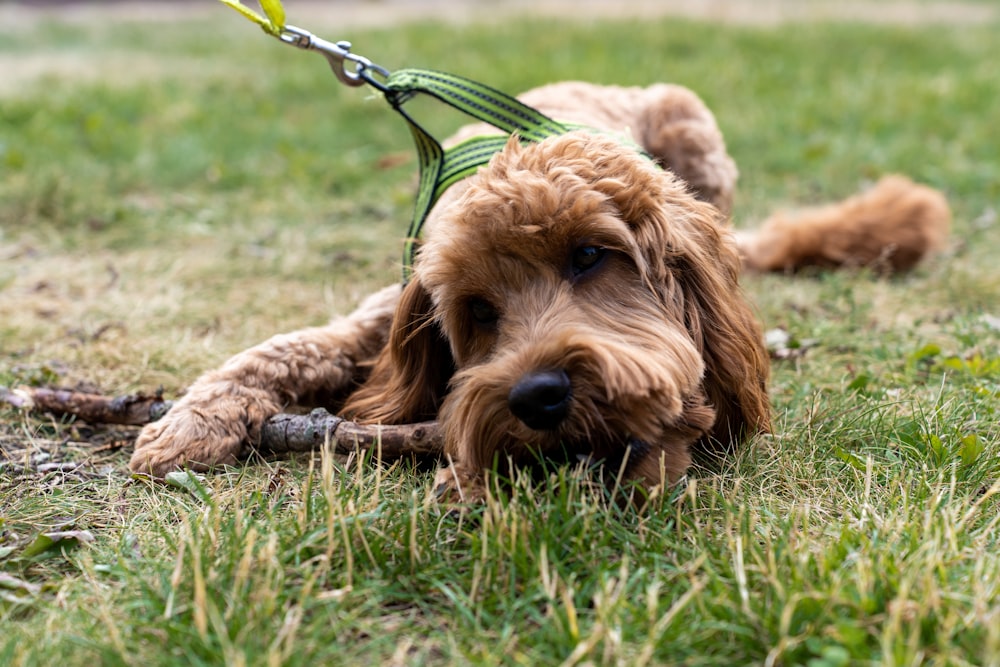 a brown dog laying on top of a lush green field