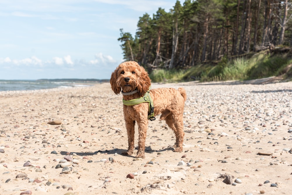 Un cane marrone in piedi sulla cima di una spiaggia sabbiosa