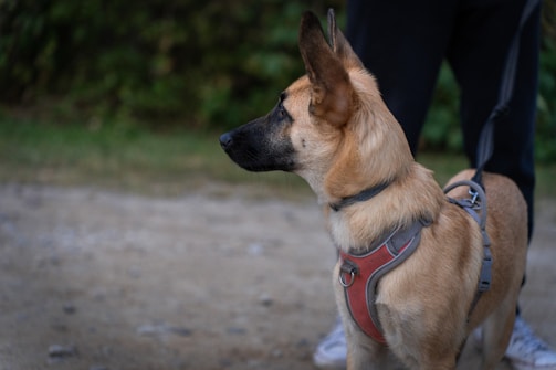 A medium-sized dog with a tan and black coat stands alert wearing a red and gray harness. The dog appears to be on a leash held by a person partially visible in the background. The setting is outdoors with a blurred green bush and some gravelly ground.