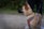 A medium-sized dog with a tan and black coat stands alert wearing a red and gray harness. The dog appears to be on a leash held by a person partially visible in the background. The setting is outdoors with a blurred green bush and some gravelly ground.