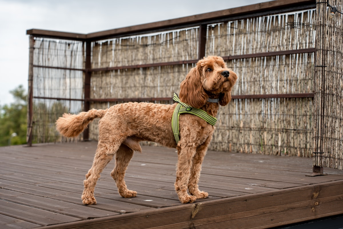 A brown dog resting on a wooden deck after a trail adventure