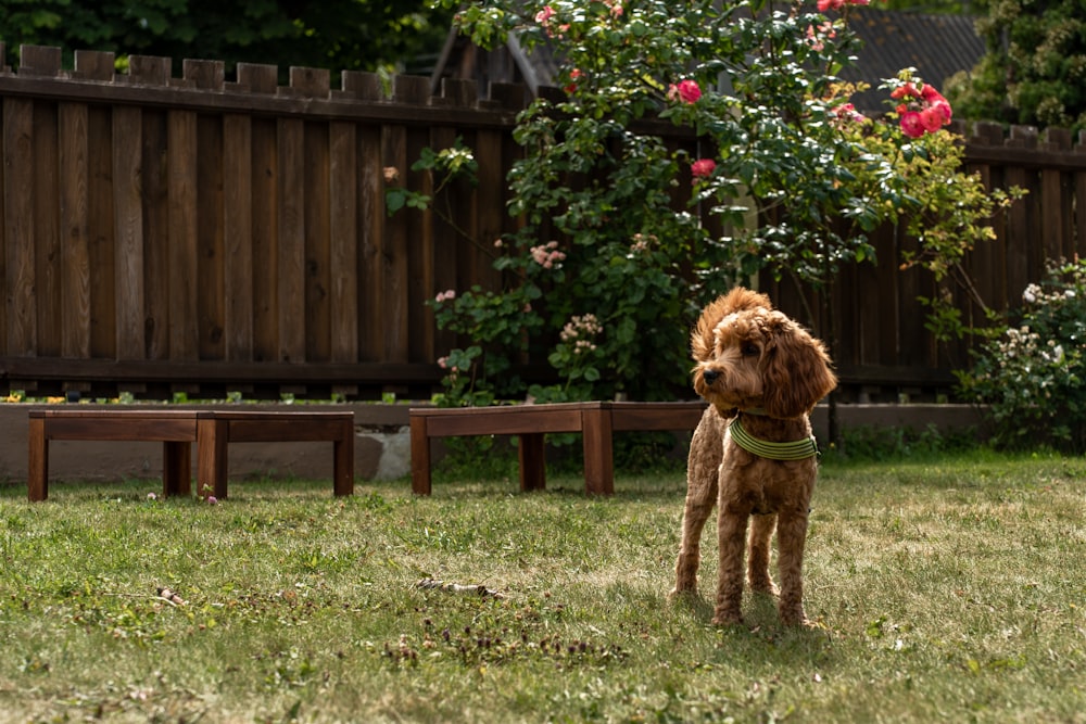 a brown dog standing on top of a lush green field