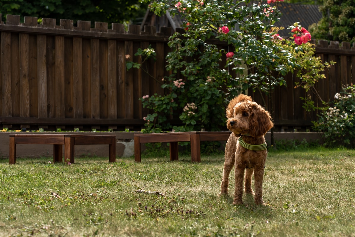 Brown dog standing in green field