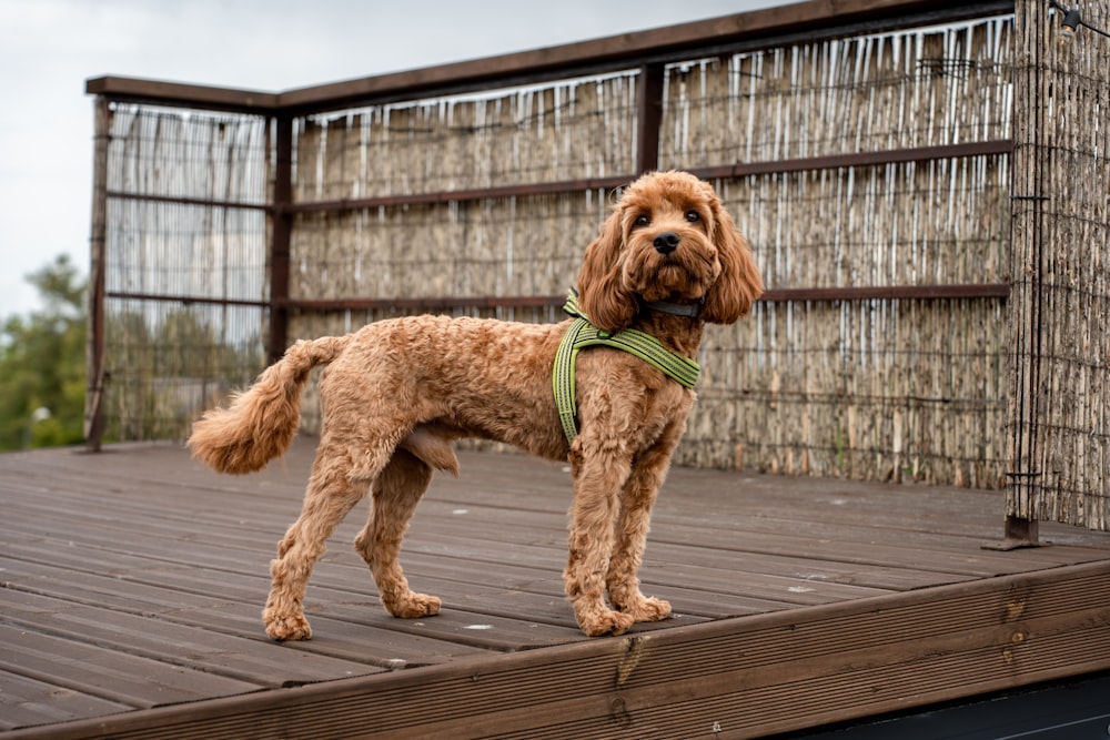 a brown dog standing on top of a wooden deck