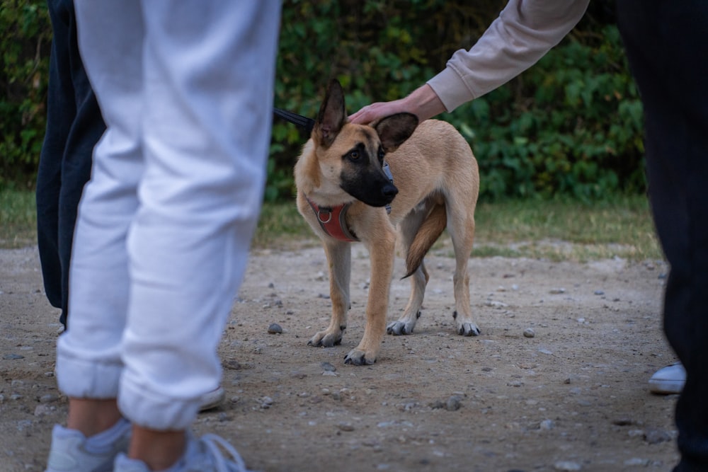 a brown and black dog standing on top of a dirt road