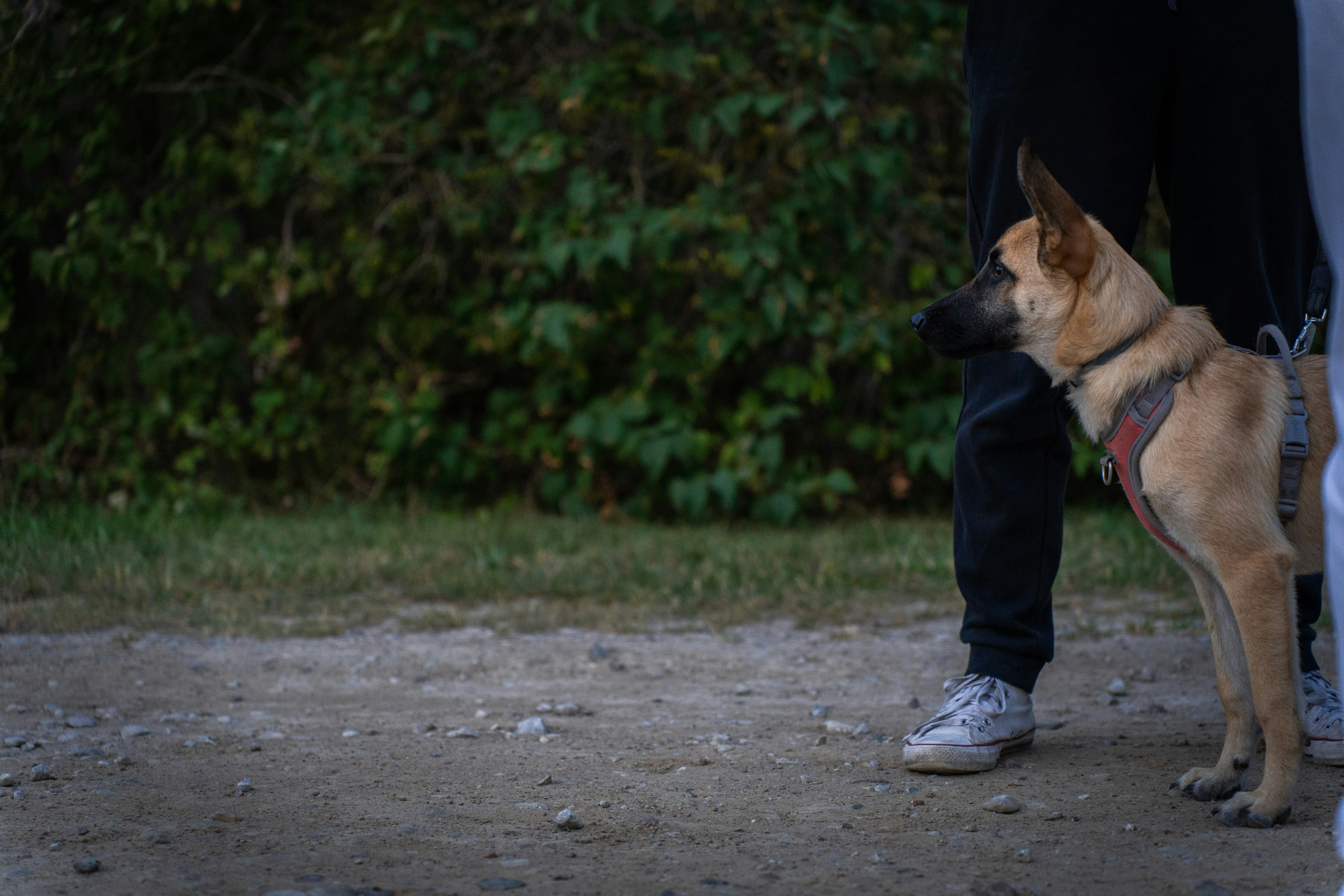 a dog standing next to a person on a dirt road