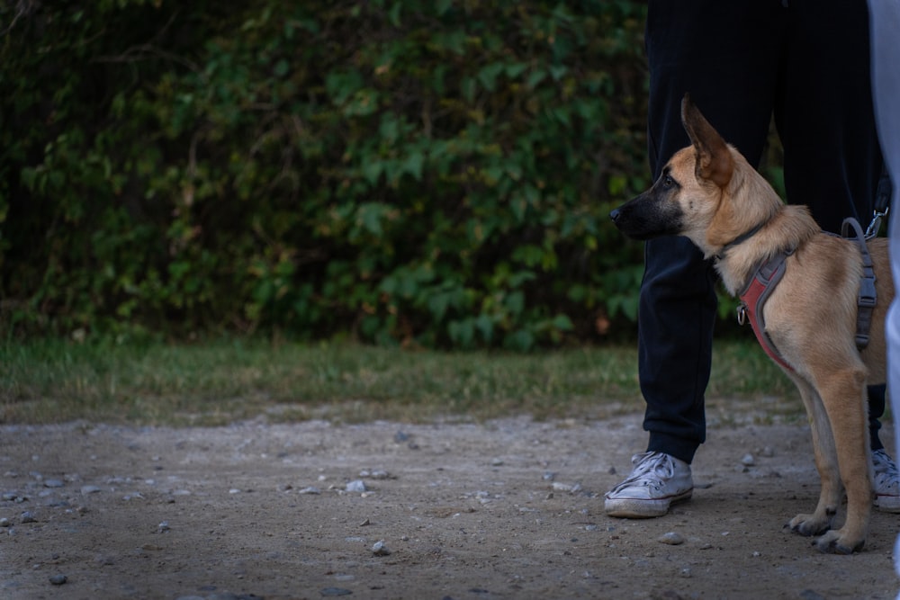 Un cane in piedi accanto a una persona su una strada sterrata