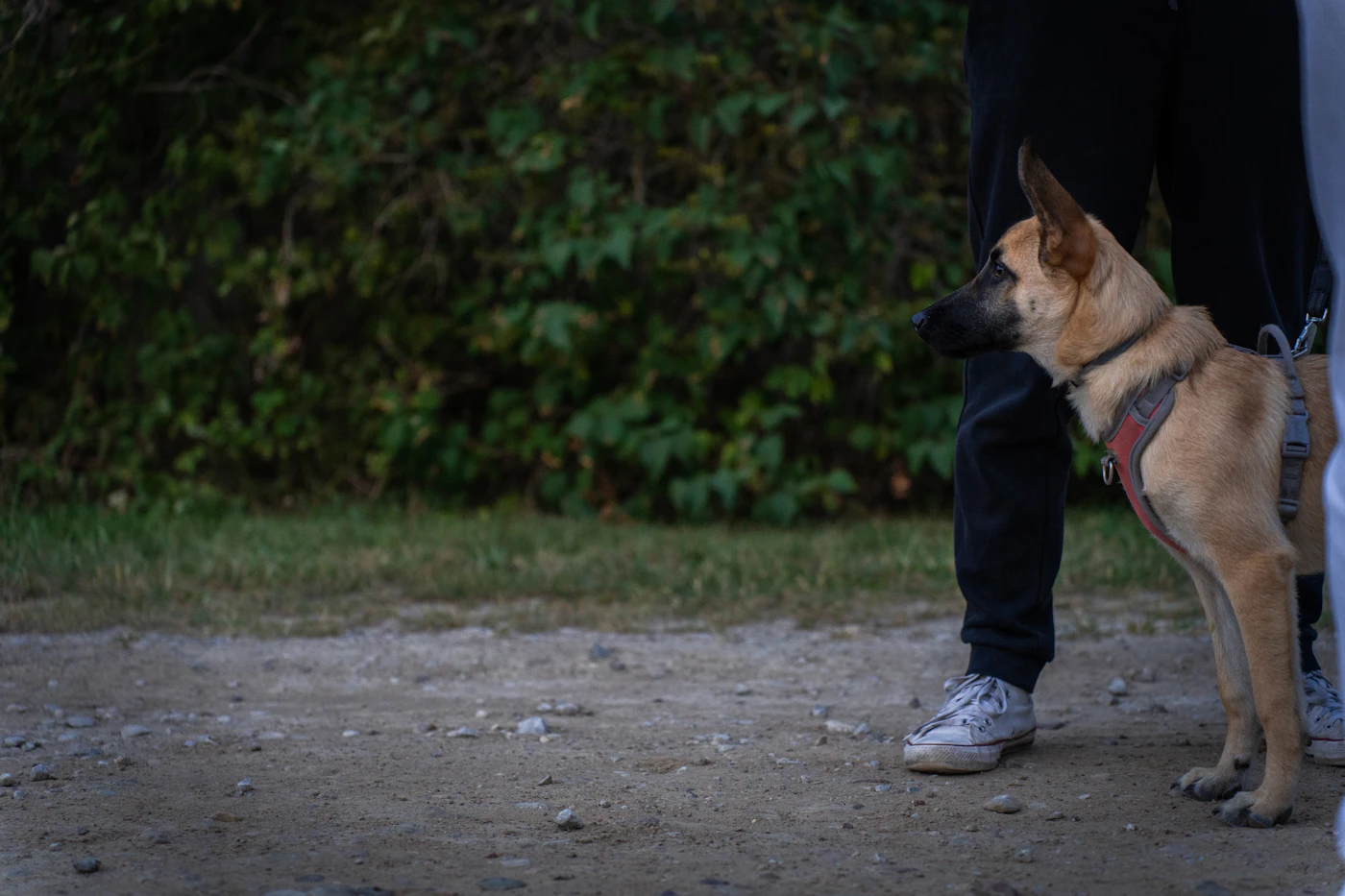 A harnessed dog standing in a steady heel position beside its handler on a quiet trail, calm and under control