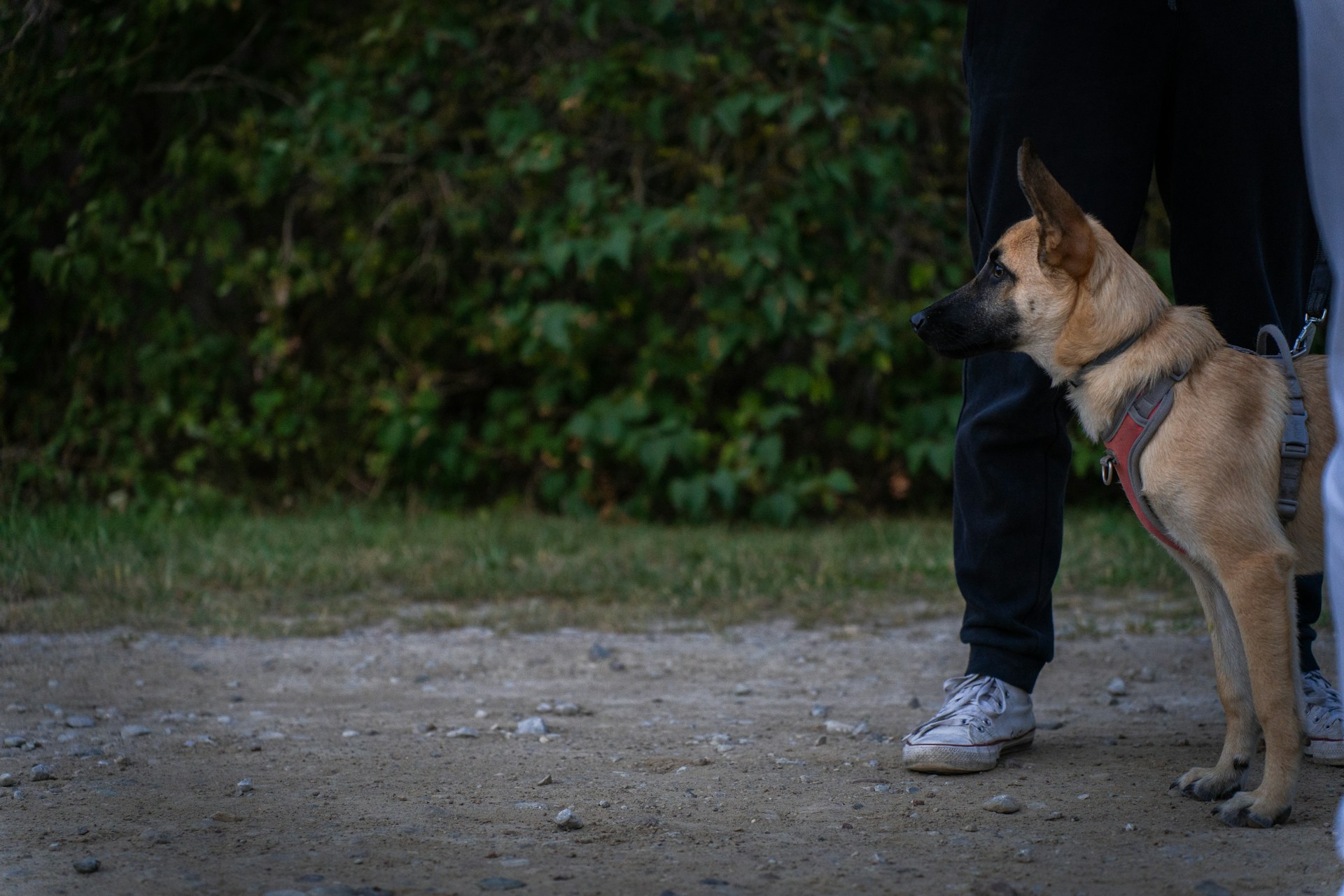 a dog standing next to a person on a dirt road