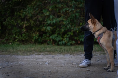 An owner working with a young puppy during an early training session