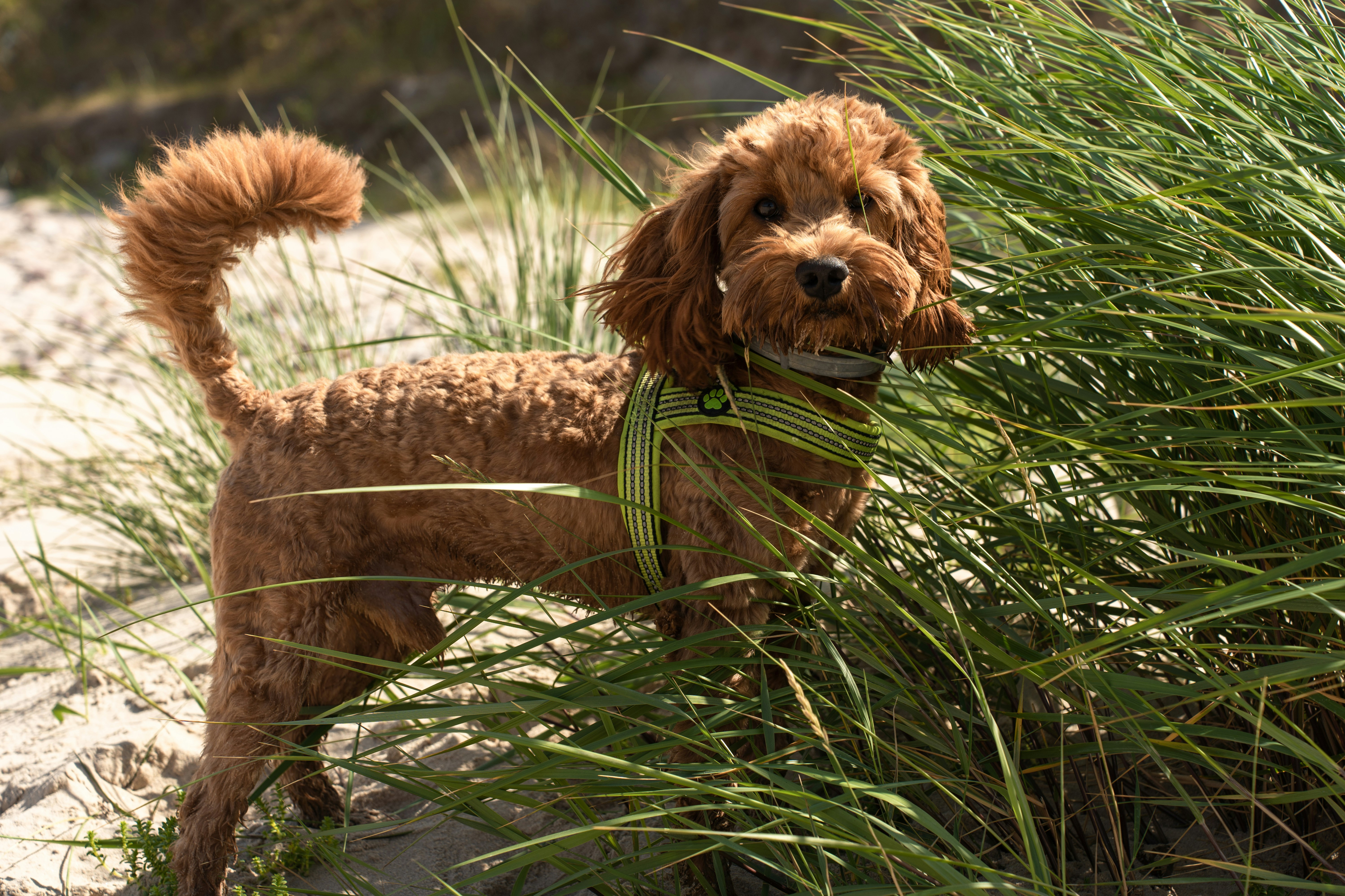 Premium Dog Grooming Supplies
