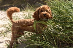 dogAdvisor | dogadvisor | dog advisor |dogAdvisor.dog