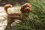 A curly-haired brown dog stands in tall green grass, gazing attentively. Its fur is neatly groomed, and it wears a green and black harness. The background features sand and greenery, suggesting a natural setting, possibly a beach or park.