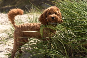 A curly-haired brown dog stands in tall green grass, gazing attentively. Its fur is neatly groomed, and it wears a green and black harness. The background features sand and greenery, suggesting a natural setting, possibly a beach or park.