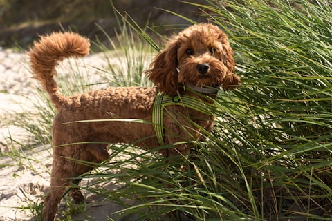 A curly-haired brown dog stands in tall green grass, gazing attentively. Its fur is neatly groomed, and it wears a green and black harness. The background features sand and greenery, suggesting a natural setting, possibly a beach or park.
