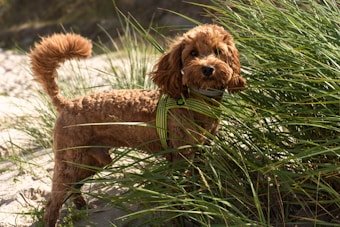 A curly-haired brown dog stands in tall green grass, gazing attentively. Its fur is neatly groomed, and it wears a green and black harness. The background features sand and greenery, suggesting a natural setting, possibly a beach or park.