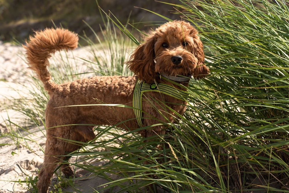 ein brauner Hund, der auf einem Sandstrand steht