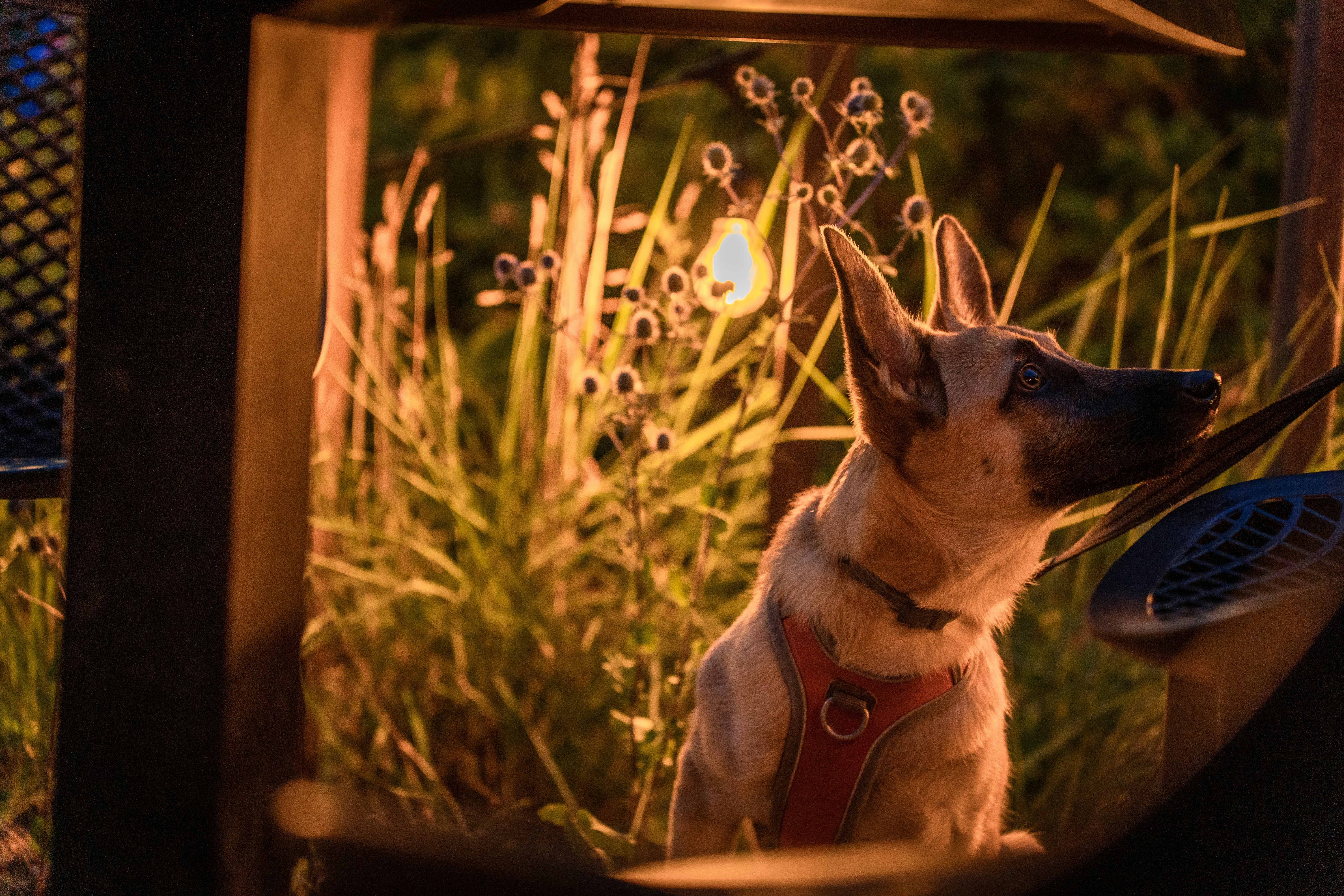 a dog sitting in the grass looking up at the sky