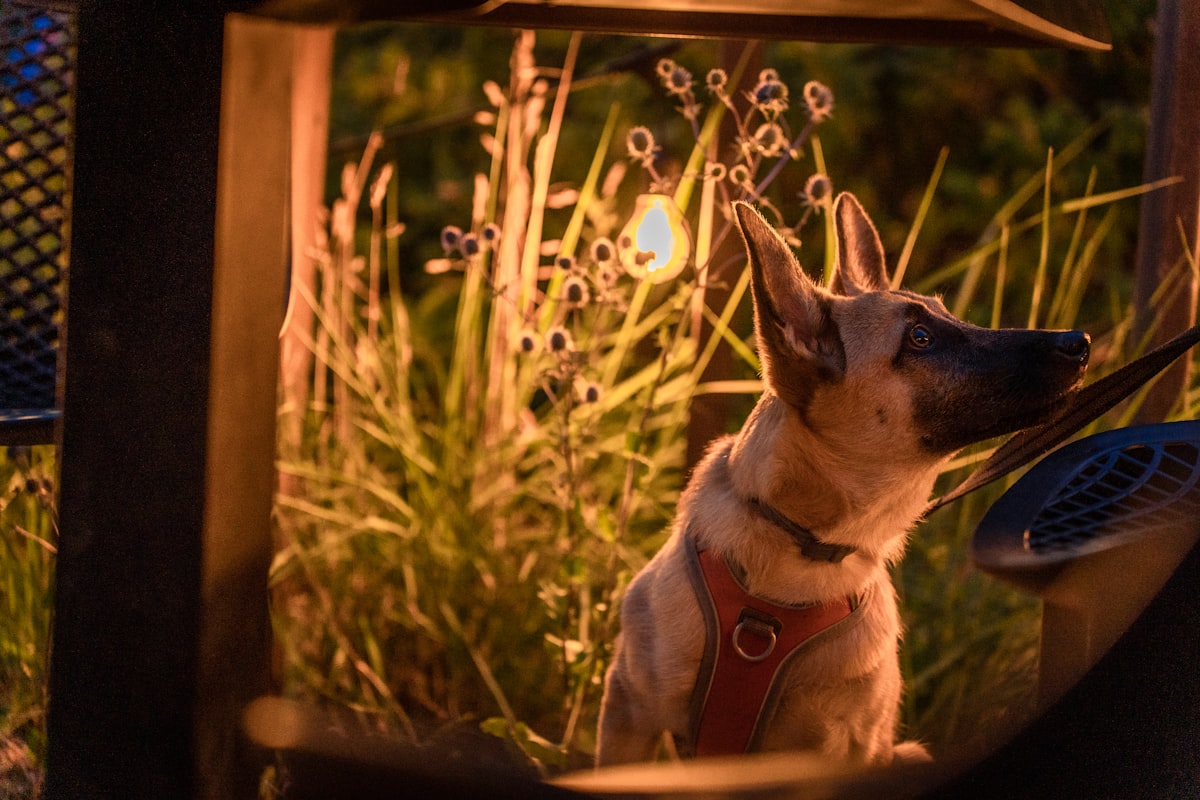Dog sitting calmly in grass during an outdoor check