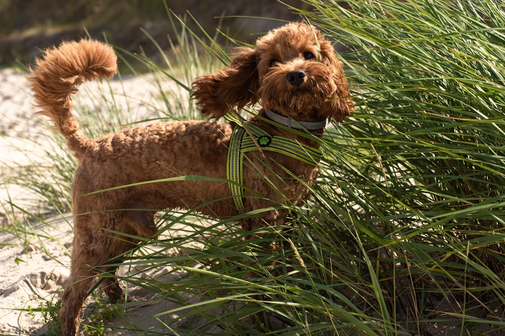Un cane marrone in piedi sulla cima di una spiaggia sabbiosa