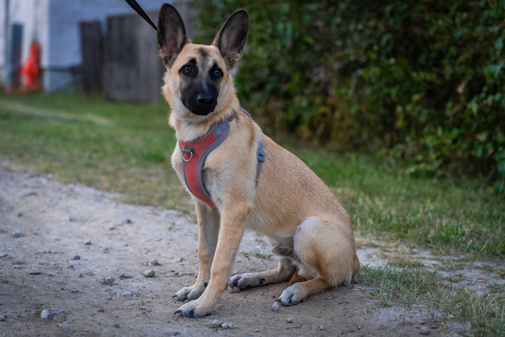 a brown dog sitting on top of a dirt road