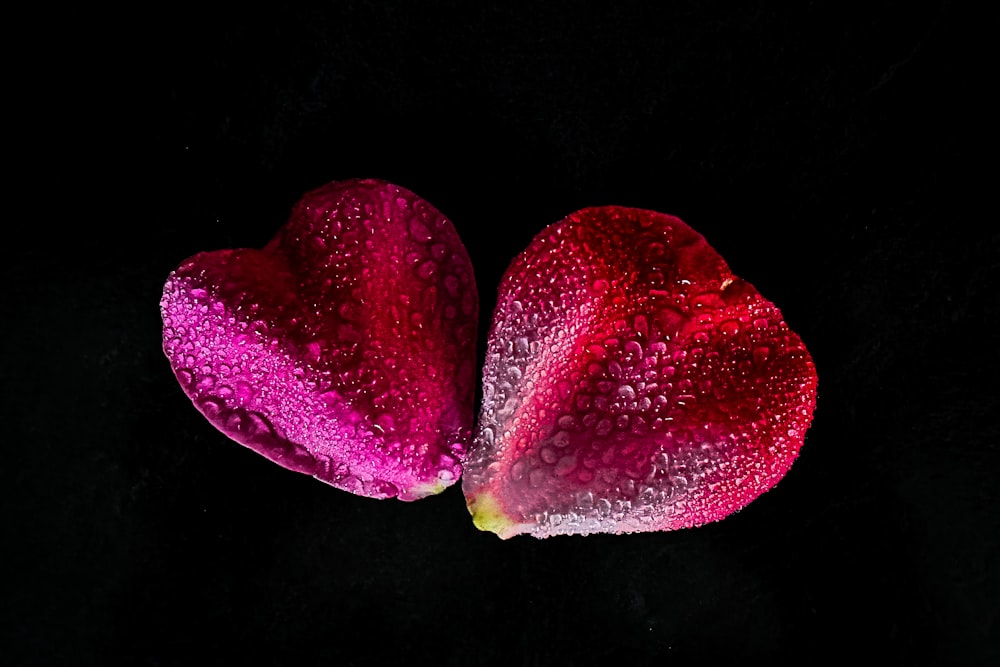two red flowers with water droplets on them