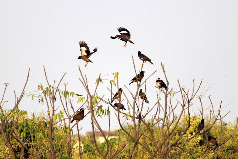 a flock of birds sitting on top of a tree