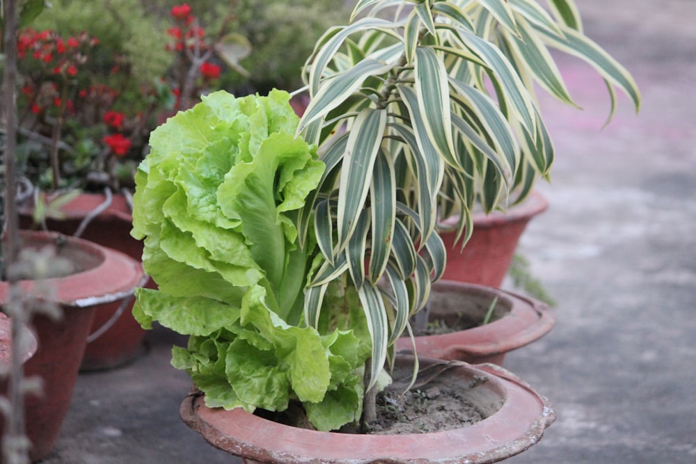 a group of potted plants sitting next to each other