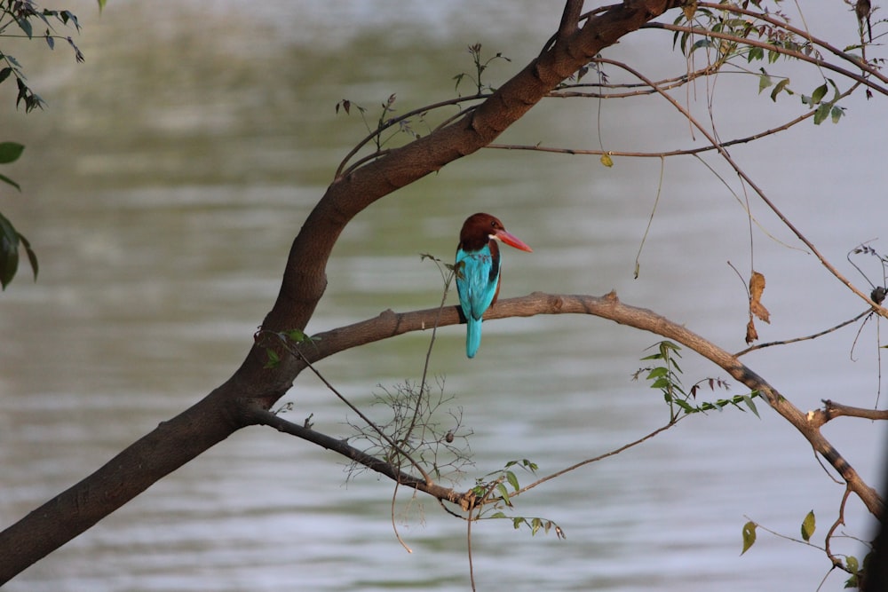 a bird sitting on a tree branch next to a body of water